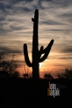 USA_AZ_Organ pipe cactus (04)